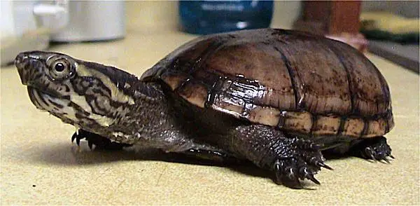 Eastern Mud turtle in Mississippi