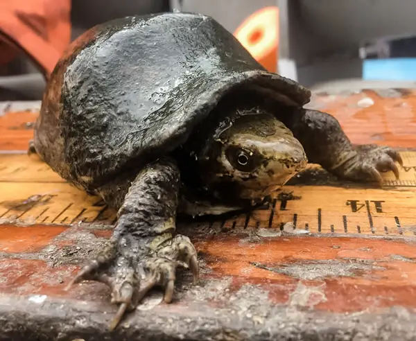  Eastern Musk Turtle in West Virginia