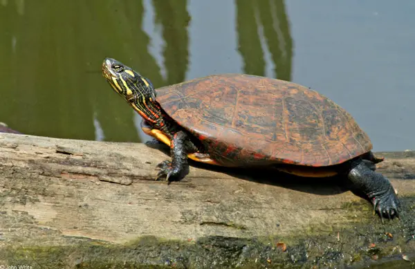 Eastern Painted Turtle in Massachusetts