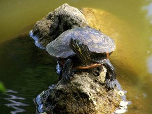 Turtles in Missouri - 17 Species That are Found Here