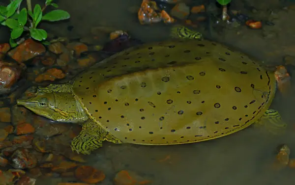  Eastern Spiny Softshell Turtle in Wyoming