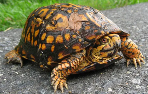 Eastern box turtle