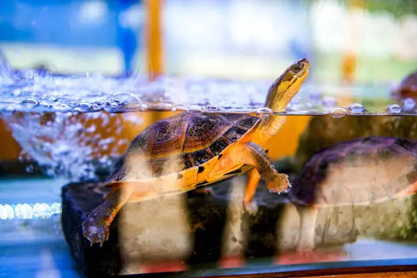 Factors To Consider When Choosing Rocks For Turtle Tanks