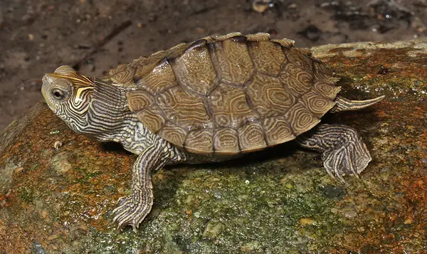  False Map Turtle in Indiana