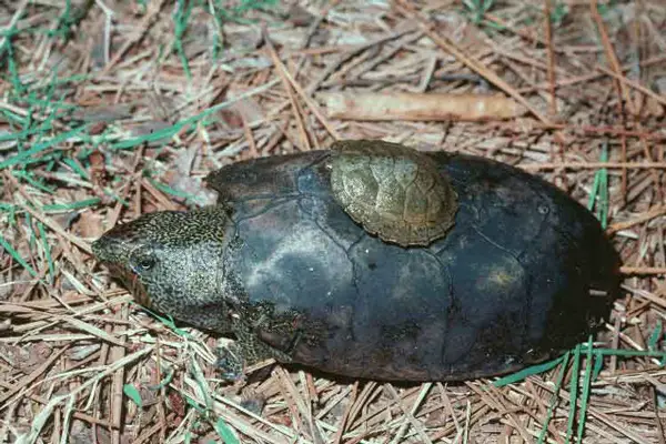  Flattened Musk Turtle in Alabama