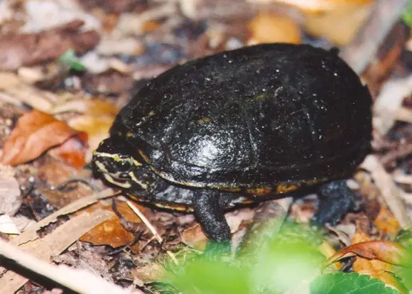  Florida Mud Turtle in Florida