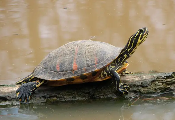  Florida Red-Bellied Cooter in Georgia
