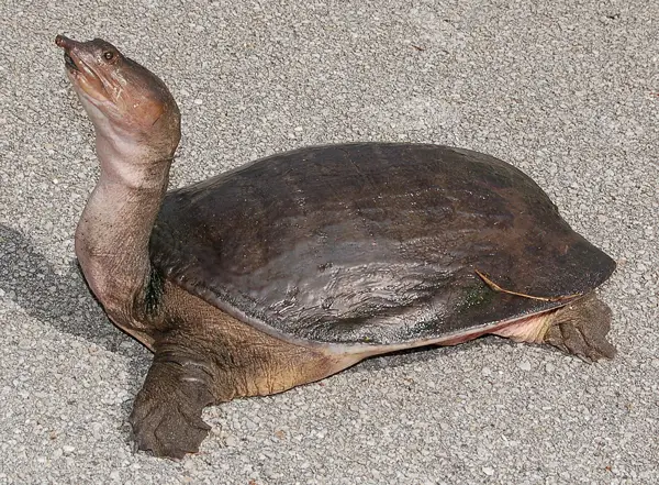  Florida Softshell Turtle in Florida