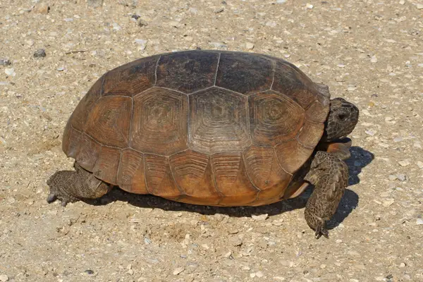  Gopher Tortoise in Louisiana