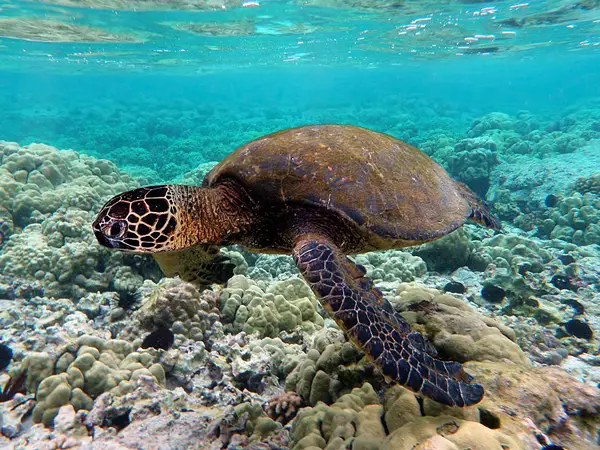  Green Sea Turtle in Florida
