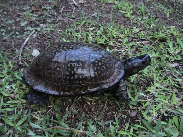 Gulf Coast Box Turtle in Mississippi