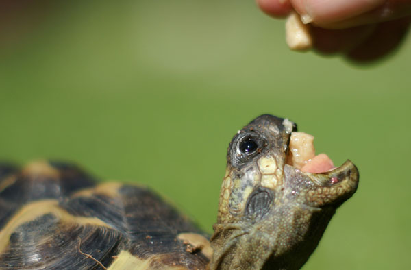 Hand feeding your turtle