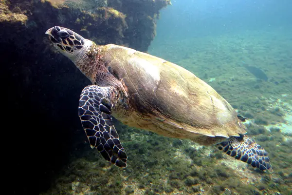  Hawksbill Sea Turtle in Virginia