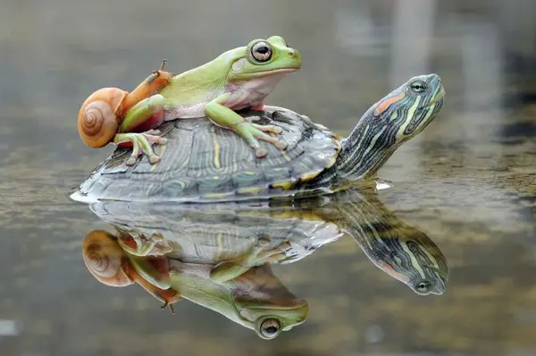 How Can Turtles and Frogs Live Together Safely