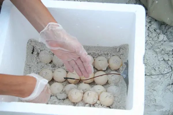 How Can You Incubate Turtle Eggs