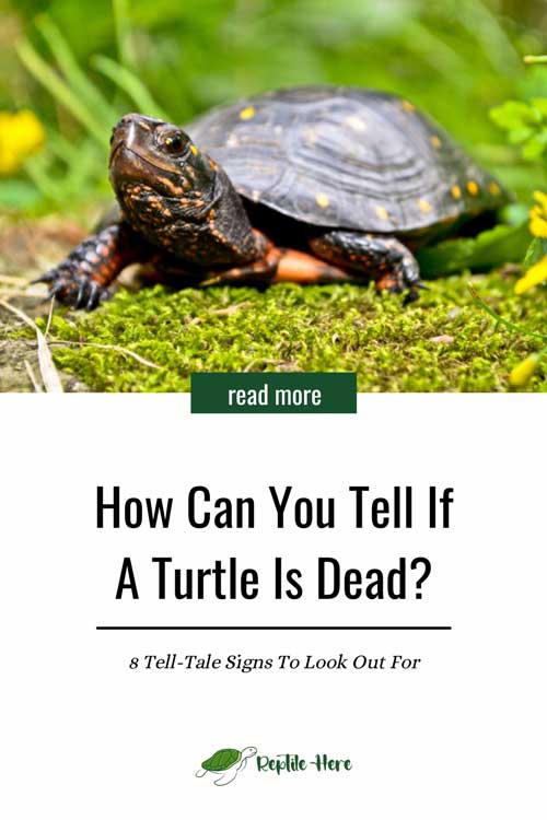 How Can You Tell If A Turtle Is Dead
