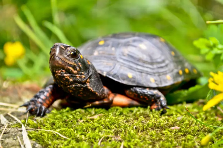 How Can You Tell If A Turtle Is Dead? 8 Tell-Tale Signs To Look Out For