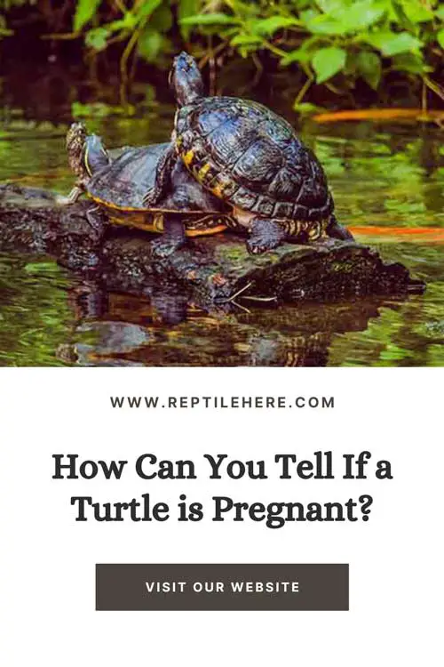 How Can You Tell If a Turtle is Pregnant