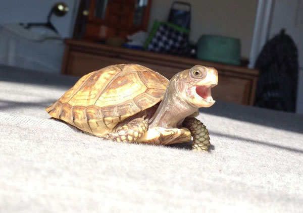 How Do I Keep My Pet Turtle Entertained