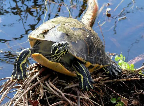 How Do You Tell Your Pet Turtle Is Drowning