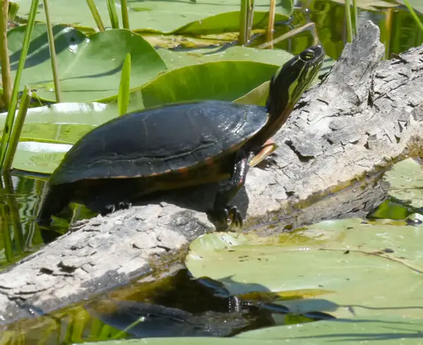 How Long Can Turtles Bask In The Sun