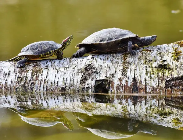 How Long Can Turtles Stay Without Basking