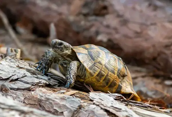 How Long Does A Turtle Shell Take To Heal