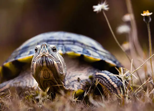 How Long Does It Take For Turtles To Heal From the Bleeding