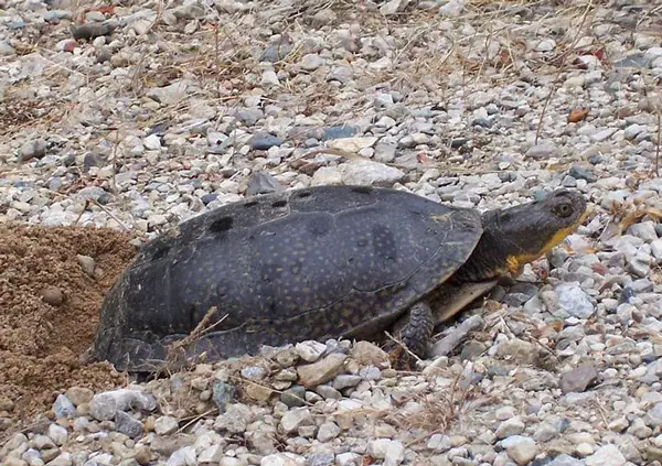 How Can You Tell If A Turtle Is Pregnant What Should You Do 