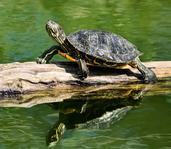 How Often Should Turtles Bask