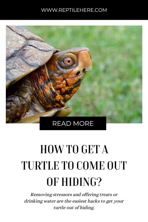 How To Get A Turtle To Come Out Of Hiding
