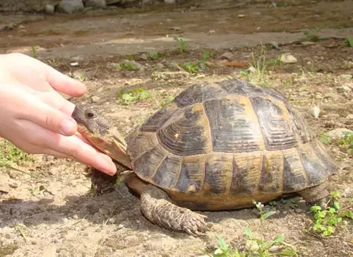 How To Help A Turtle With A Broken Shell