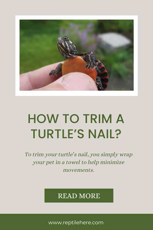 How To Trim A Turtle's Nail