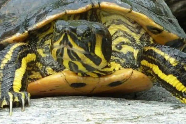 How To Trim A Turtle's Nail