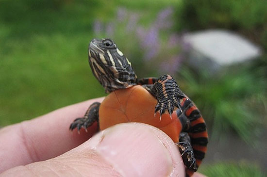 How To Trim a Turtle's Nail