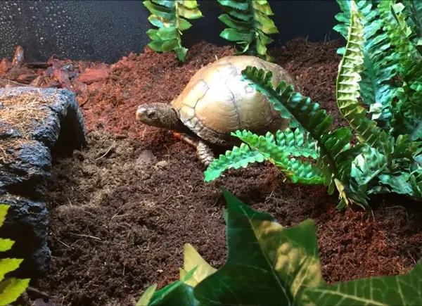 How to Deal With the Pet Turtle's Potty if It's not Trained