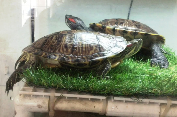 How to Help Your Pregnant Pet Turtle Lay Eggs