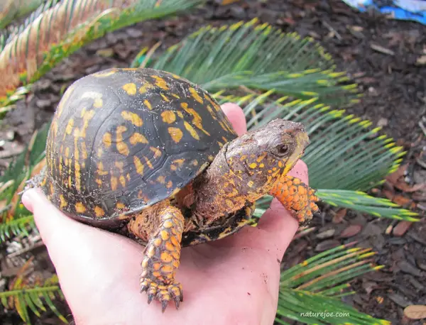 How to Potty Train Your Turtle