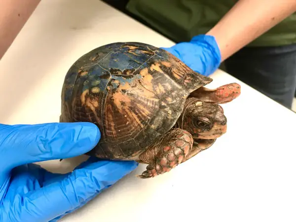Is It Possible to Paint a Turtle's Shell in a Safe Way