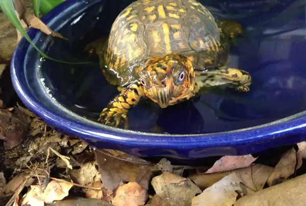 Is It Worth Trying to Potty Train You Turtle