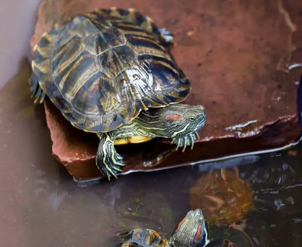 How Do I Keep My Pet Turtle Entertained