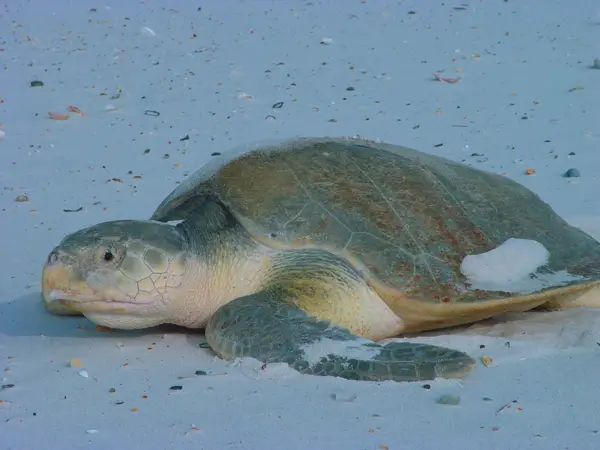  Kemp’s Ridley Sea Turtle in Louisiana