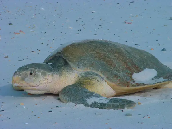 Kemp’s Ridley Sea Turtle