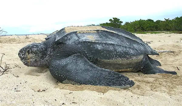 Leatherback Sea Turtle in Massachusetts