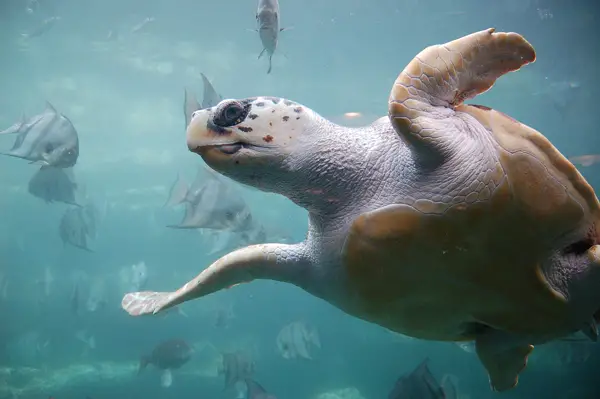  Loggerhead Sea Turtle in Louisiana