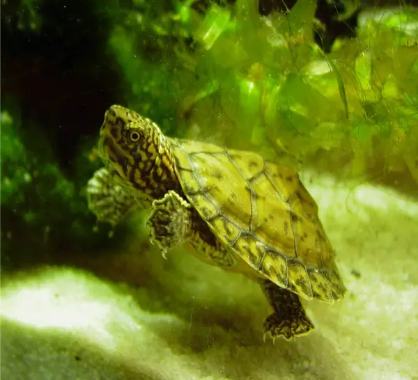  Loggerhead Musk Turtle in Florida