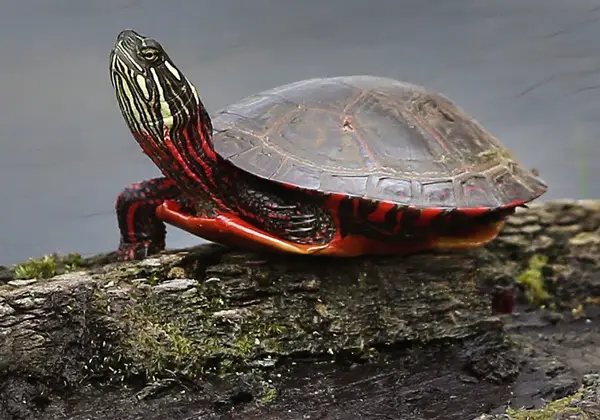  Midland Painted Turtle in Tennessee