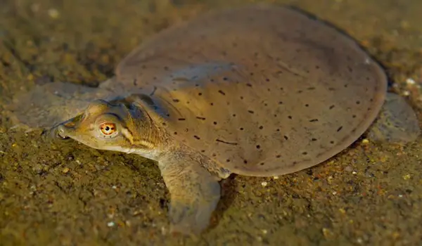  Midland Smooth Shell Turtle in Arkansas