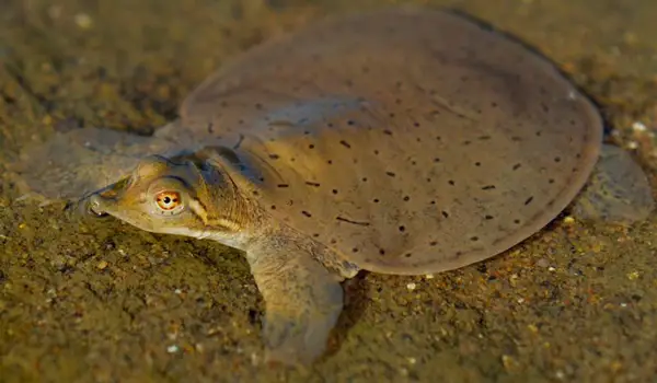  Midland Smooth Softshell in Nebraska