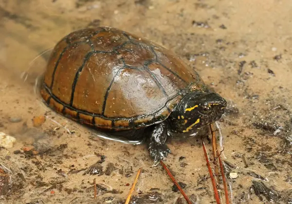  Mississippi Mud Turtle in Oklahoma